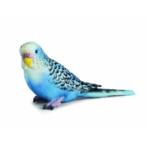 Papagaj plavi 14409