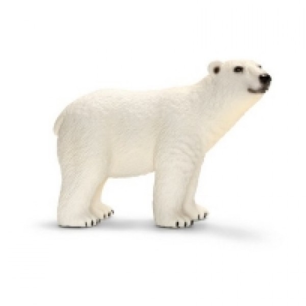 Polarni medved 14659