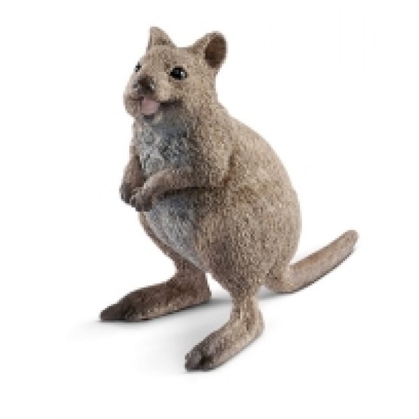 Quokka 14823